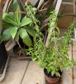 Menta Poleo Planta Fresca