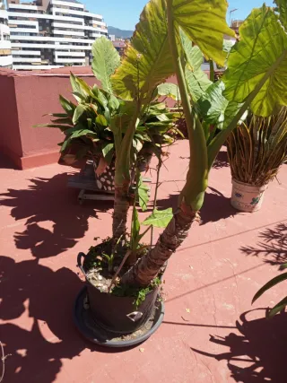 Alocasia Oreja de Elefante