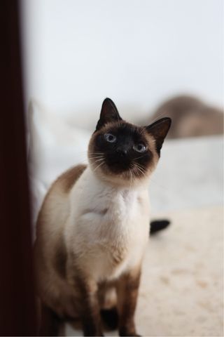 Objetivo Canon EF 85mm f/1.8 USM