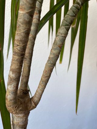 Planta Dracaena Marginata