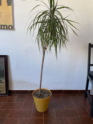Planta Dracaena Marginata