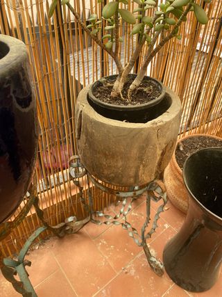 Planta Jade con maceta de piedra y soporte