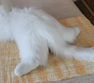 Peluche Gato Grande Branco