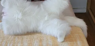 Peluche Gato Grande Branco