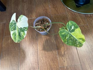 Philodendron Gloriosum variegata tricolor