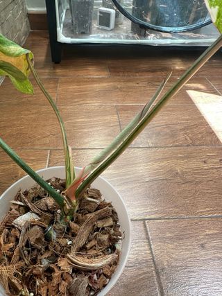 Philodendron Gloriosum variegata tricolor