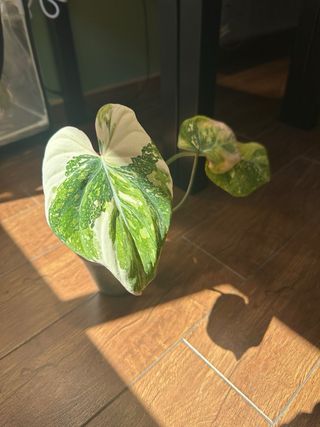 Philodendron Gloriosum variegata tricolor