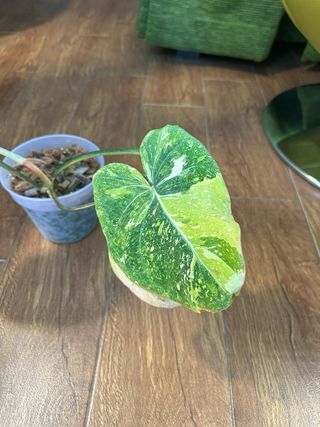 Philodendron Gloriosum variegata tricolor