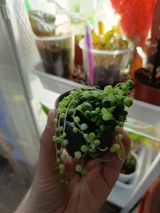 Senecio Rowleyanus Variegata