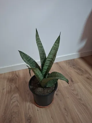 Planta Sansevieria en maceta negra