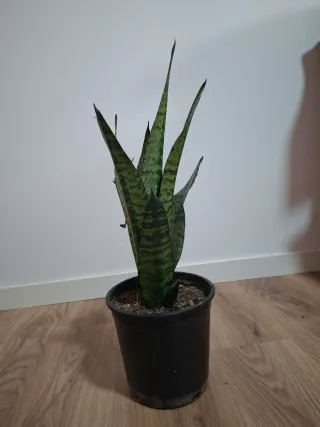 Planta Sansevieria en maceta negra