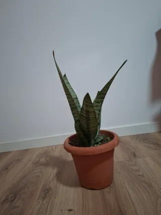 Planta Sansevieria en maceta