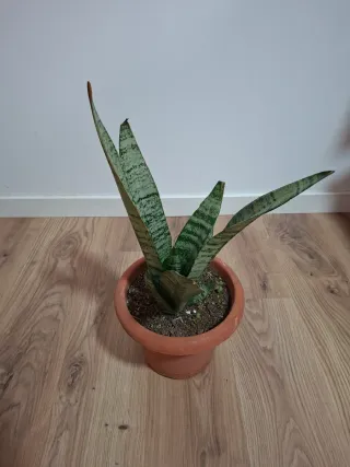 Planta Sansevieria en maceta