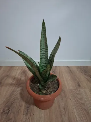 Planta Sansevieria en maceta