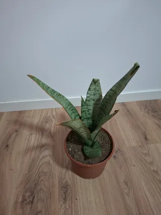 Planta Sansevieria en maceta