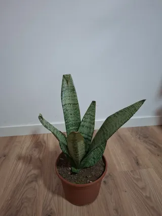 Planta Sansevieria en maceta