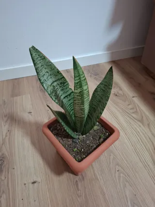 Planta Sansevieria en maceta