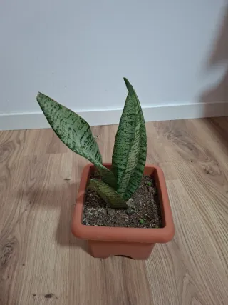 Planta Sansevieria en maceta