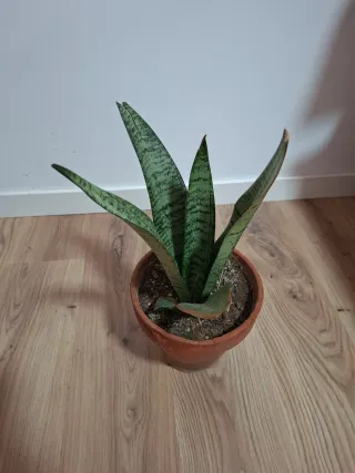 Planta Sansevieria en maceta de terracota