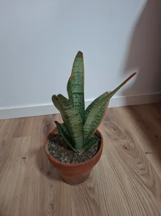 Planta Sansevieria en maceta de terracota