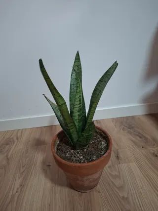 Planta Sansevieria en maceta de terracota