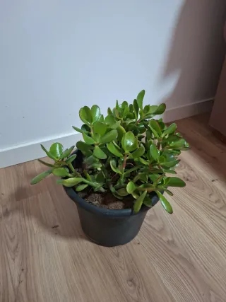 Planta Crassula Ovata (Árbol de Jade)
