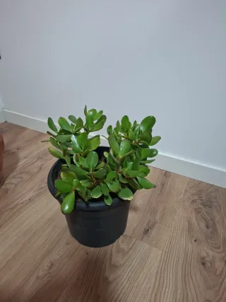Planta Crassula Ovata (Árbol de Jade)