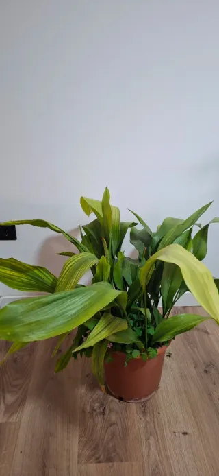 Planta de interior en maceta