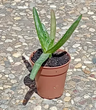 Aloe