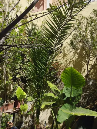 Oreja de Elefante (Alocasia) Palmera
