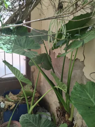 Oreja de Elefante (Alocasia) Palmera