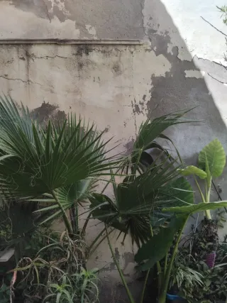 Oreja de Elefante (Alocasia) Palmera