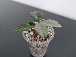 Hoya Mathilde Silver "Splash".