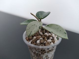 Hoya Mathilde Silver "Splash".