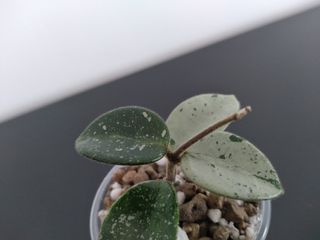 Hoya Mathilde Silver "Splash".