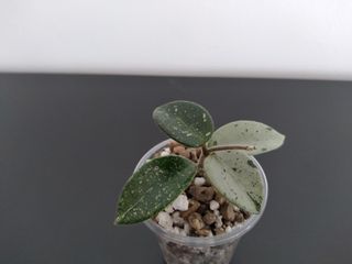 Hoya Mathilde Silver "Splash".