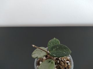 Hoya Mathilde Silver "Splash".