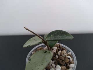 Hoya Mathilde Silver "Splash".