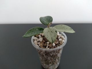 Hoya Mathilde Silver "Splash".