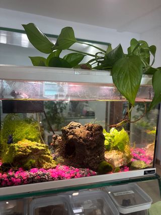 Pecera con plantas y rocas