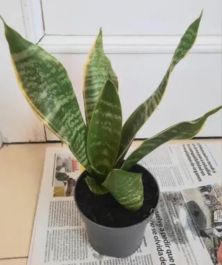 Planta Sansevieria / Lengua de Suegra