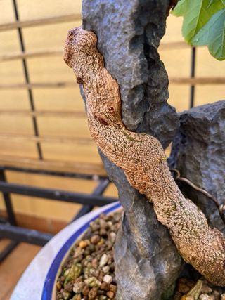 Bonsai Arce buegeriano en roca