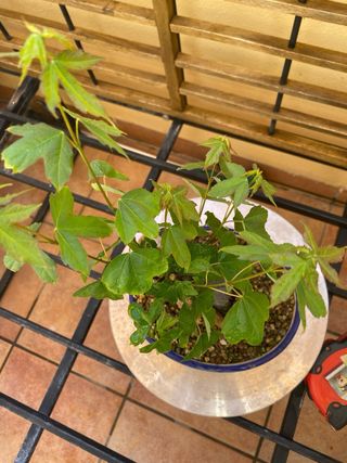 Bonsai Arce buegeriano en roca