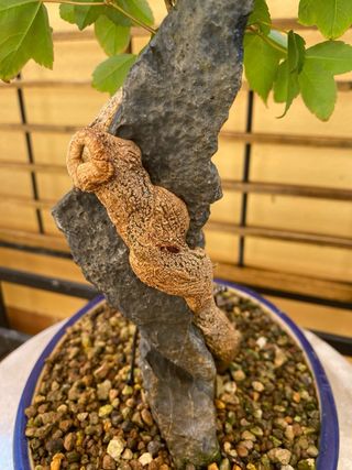 Bonsai Arce buegeriano en roca