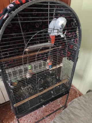 Jaula para loro