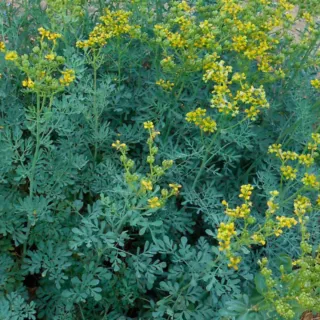Planta Ruda (Ruta graveolens)