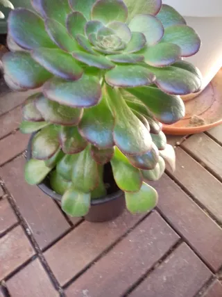 Planta suculenta Aeonium
