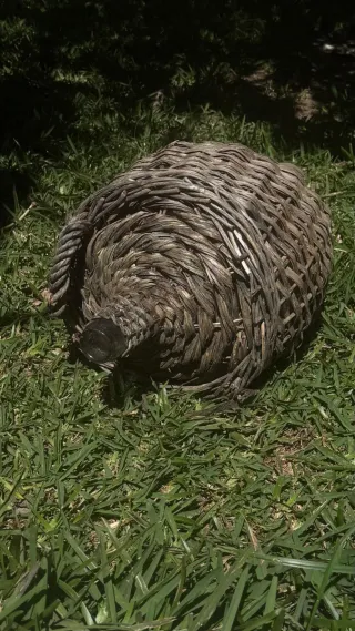 Damajuana di vetro con cesteria