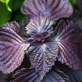 Planta Shiso Morado (Perilla frutescens)