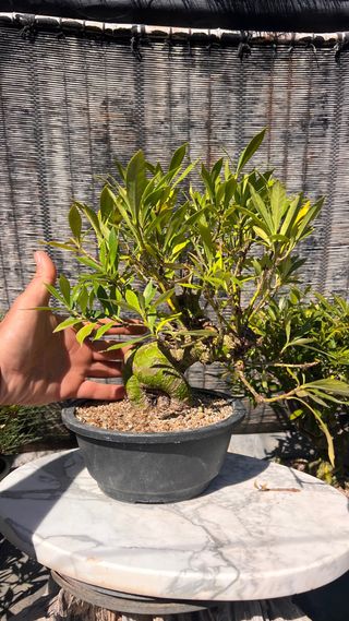 PRE BONSAI GARDENIA JAZMINOIDE